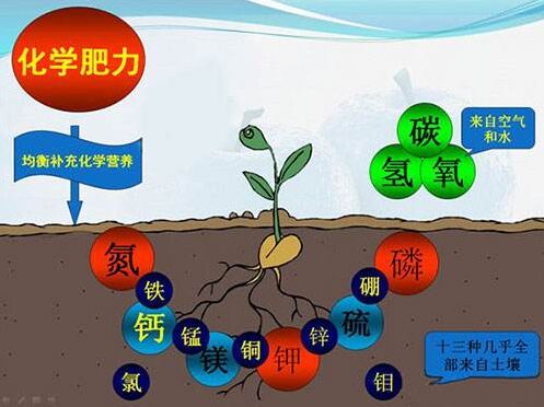 医用绿巨人污APP对作物缺素病的识别